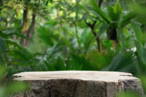 istock Wood tabletop podium floor in outdoors blurred green leaf tropical forest nature landscape background.cosmetic natural product mock up placement pedestal stand display,jungle paradise concept. 1646529405