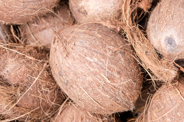 istock A closeup view of many brown coconuts in a bin. (selected focus) 1646530525