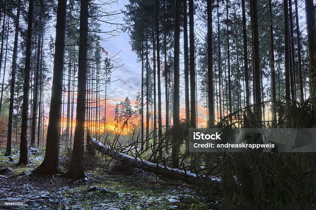 Закат snowy Spruce Forest в - Стоковые фото Гореть роялти-фри