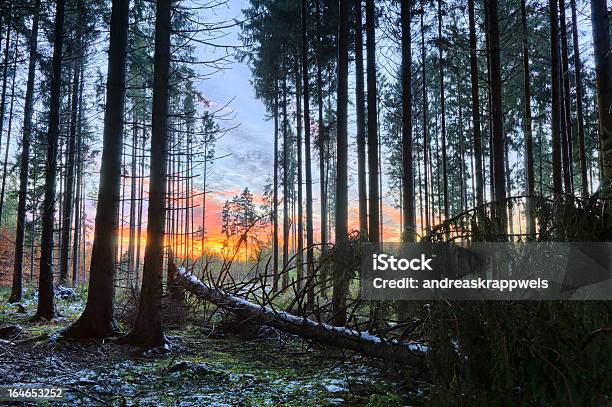 Закат Snowy Spruce Forest В — стоковые фотографии и другие картинки Гореть - Гореть, Горизонтальный, Ель