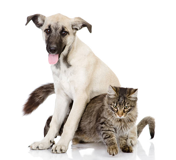 istock cat and dog together 164653307