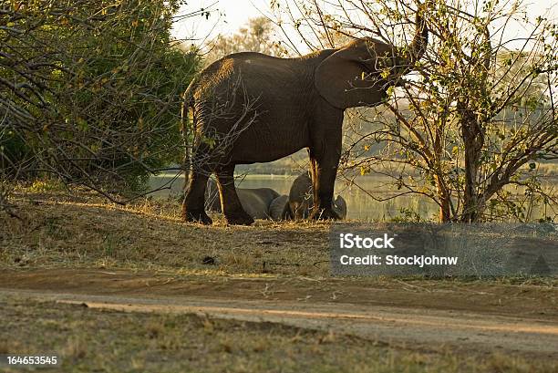 Стадо Слонов Грудью И Пить На Закате — стоковые фотографии и другие картинки Африка - Африка, Африканский слон, Горизонтальный