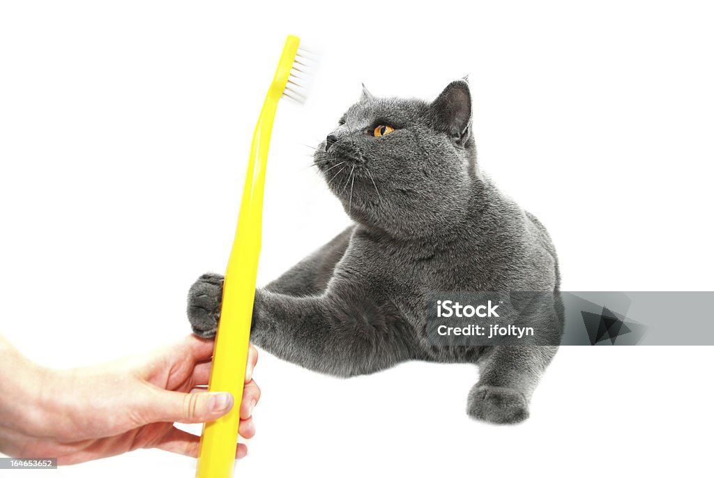 British Shorthair cat alcançar uma escova de dentes - Royalty-free Alcançar Foto de stock