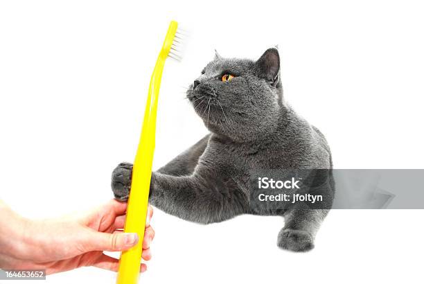 British Shorthair Cat Alcançar Uma Escova De Dentes - Fotografias de stock e mais imagens de Alcançar