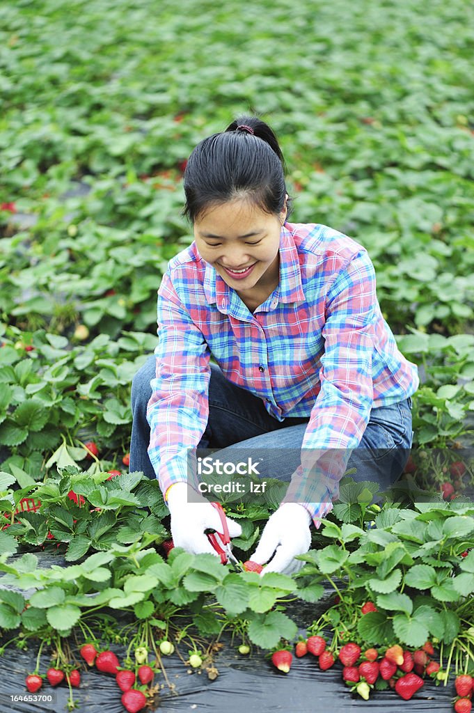 Femme harvest fraise - Photo de 25-29 ans libre de droits