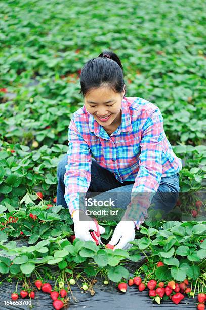 Kobieta Zbiorów Strawberry - zdjęcia stockowe i więcej obrazów 25-29 lat - 25-29 lat, Azjaci, Bezpieczeństwo żywnościowe