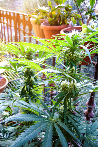 A Marijuana plant growing A Marijuana plant growing hidden among ornamental plants on a one-story balcony in the city spanish flower pots stock pictures, royalty-free photos & images