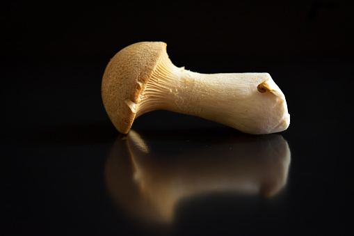 still life: fresh and raw mushroom, in black backgrounds, studio shot