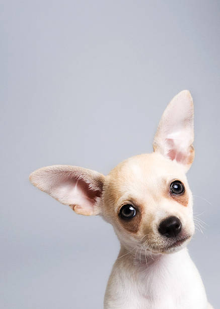 istock Puppy Chihuahua 164654194