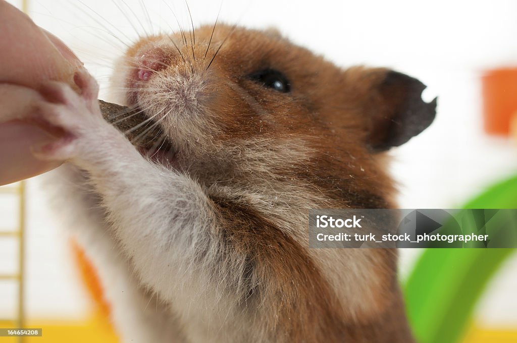 hamster engraçada alimentação - Royalty-free Hamster Foto de stock