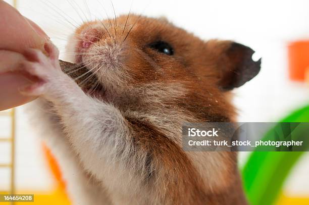 Hamster Engraçada Alimentação - Fotografias de stock e mais imagens de Hamster - Hamster, Alimentar, Andar em Bico de Pés