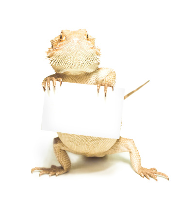 lizard holding card in hand on white background