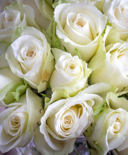 istock White roses on the wooden background 1646544095