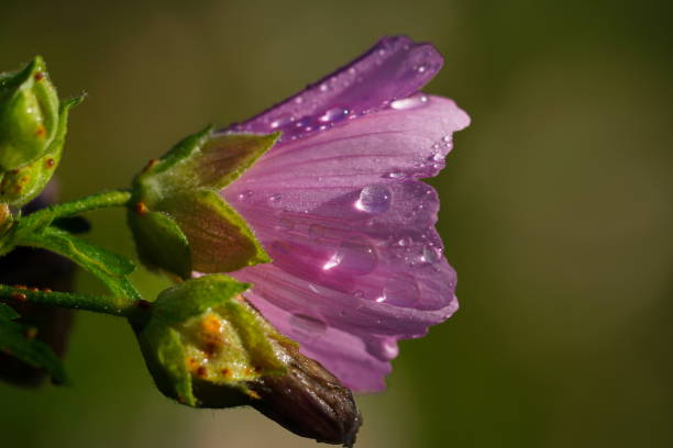 Close-up of a Mallow (Malva) after rain. Bavaria, Germany. Mallow is the common English name of Malva from the Malvaceae family. malva stock pictures, royalty-free photos & images