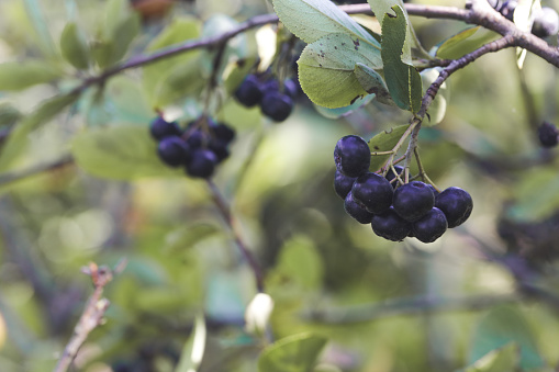 Aronia berry bush - superfruit that boosts your body’s immune system to combat stress-related diseases, close up