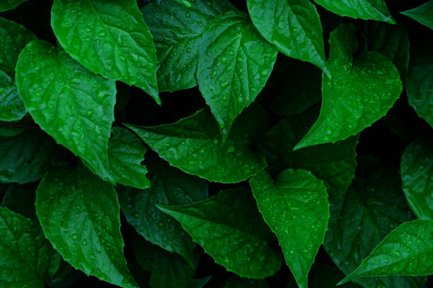 istock green leaf with water drops after rain, natural background 1646547878