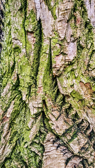 High resolution abstract background wood texture, depicting an old Black Poplar tree, with deeply grooved, cracked and intertwined bark ligaments detail, covered with large patches of moss growth.