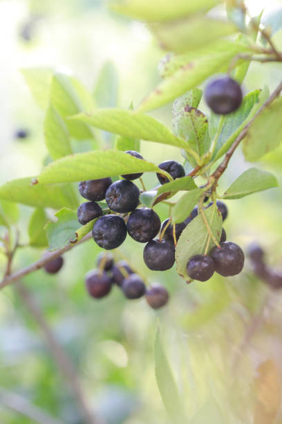 istock Aronia berry bush - superfruit that boosts your body’s immune system to combat stress-related diseases, close up 1646551892