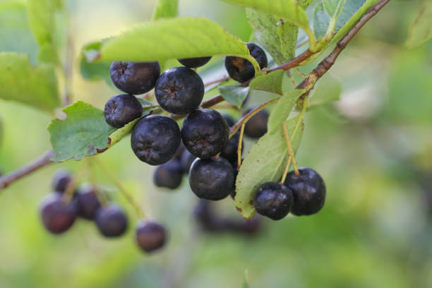 Aronia berry bush - superfruit that boosts your body’s immune system to combat stress-related diseases, close up