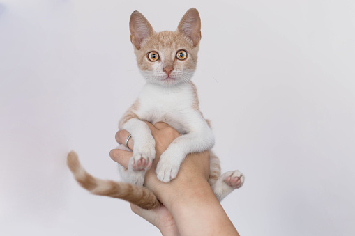 A woman holds a cute kitten with big ears high above, and the kitten enjoys sitting in her hands.