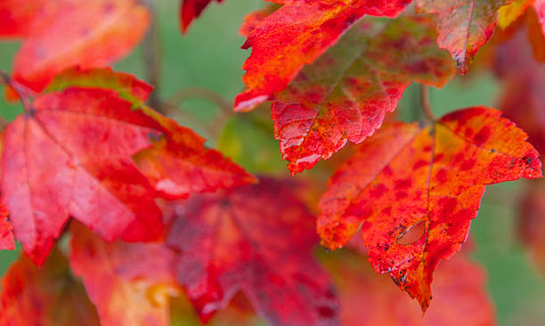 istock Fall Colors in the Hudson Valley - NY 164655974