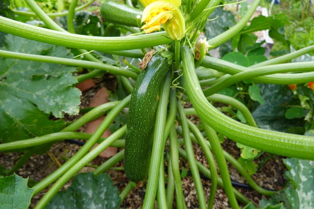 istock Zucchini cultivation in raised beds. Zucchini with stake for vertical growth. zucchini fruit 1646567771