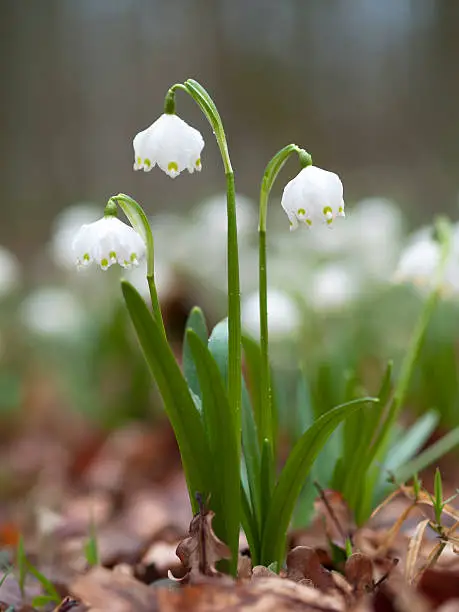 flowering Spring Snowflake, Leucojum vernum