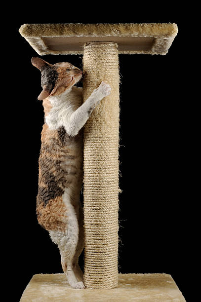 istock Cute Cat with Closed Eyes by a Scratching Post 164657092