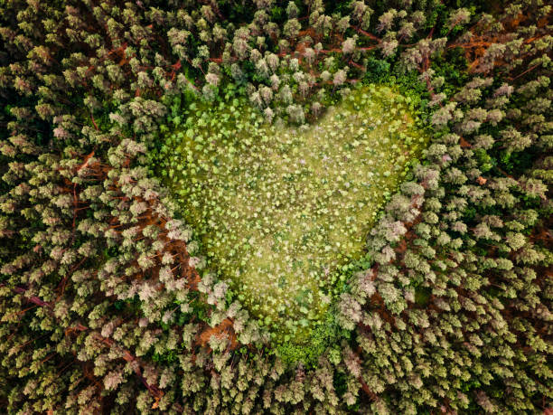 istock Forest park in the shape of a heart 1646571891