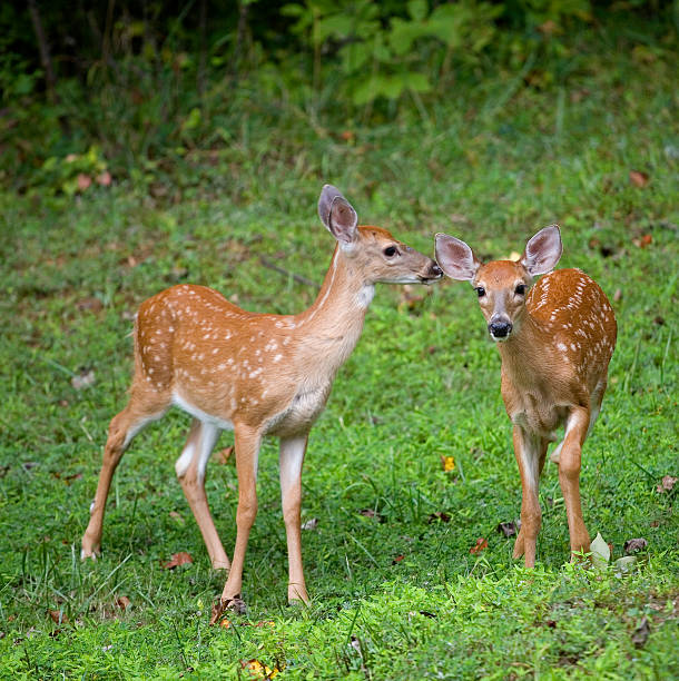 istock Pair of fawns 164657593