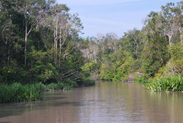 istock Jungle in the Sekonyer river (Indonesia) 1646580731