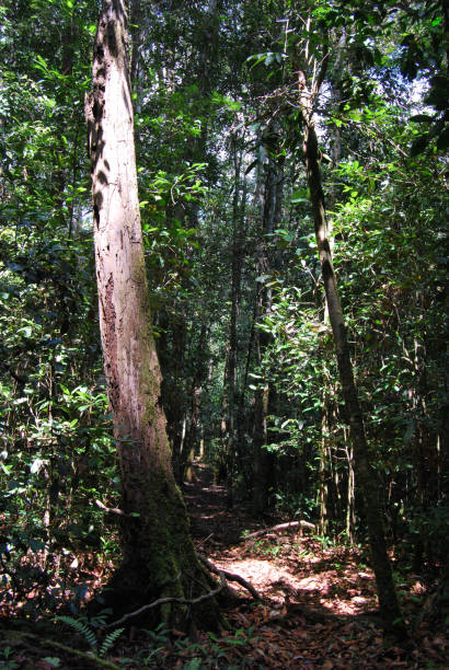 istock roots in the Borneo jungle 1646580733