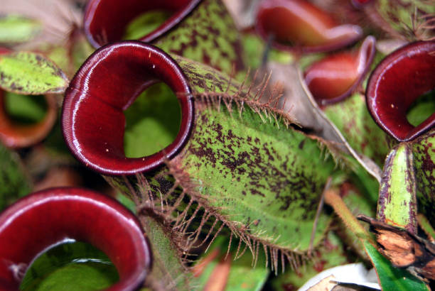 istock Carnivorous plants (Nepenthes) in the jungle of Borneo 1646582505