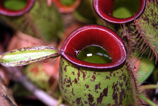 different species of Nepenthes, a carnivorous plant that is characterized by its vase-shaped flower to catch insects, in Borneo jungle
