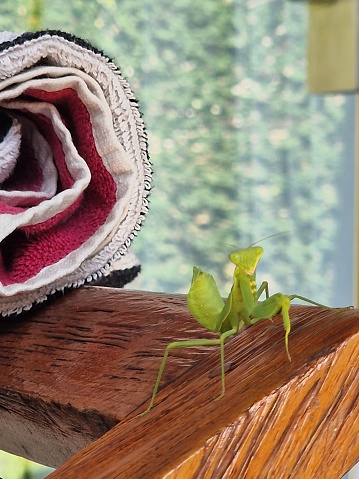 A vibrant green mantis perched atop a wooden table, looking out into the distance