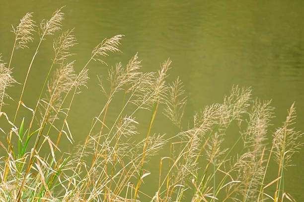 bluejoint reedgrass crescimento do rio - reedgrass - fotografias e filmes do acervo
