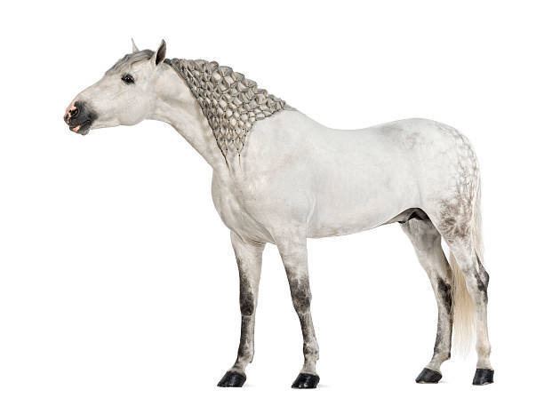 istock Male Andalusian, 7 years old, with plaited mane 164658907