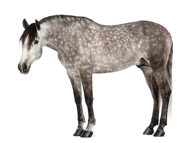 istock Andalusian, also known as the Pure Spanish Horse 164658908