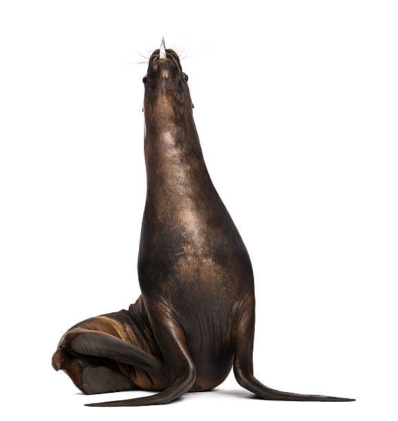 istock California Sea Lion, 17 years old, eating fish 164658983