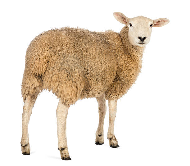 vista traseira de uma ovelha olhando para trás com fundo branco - sheep - fotografias e filmes do acervo