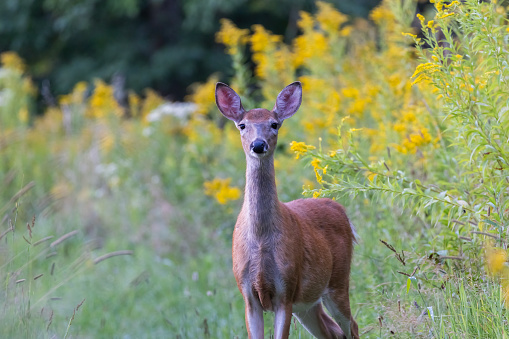 Female white-tailed deer in summer