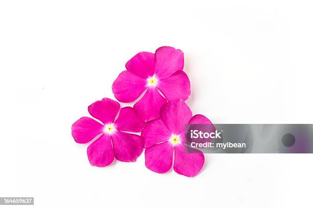 Vinca Rosea Flower Catharanthus Roseus Madagascar Periwinkle Stock Photo - Download Image Now
