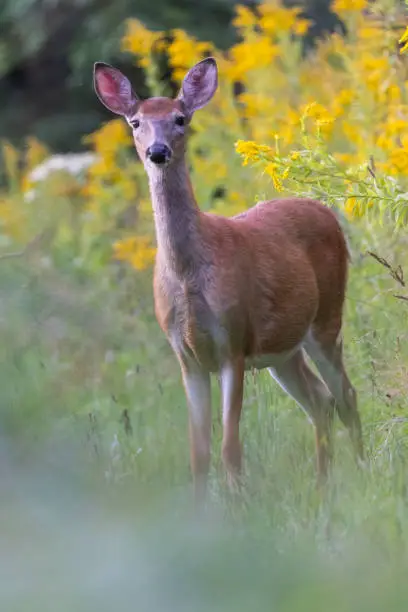 Photo of Female white-tailed deer in summer