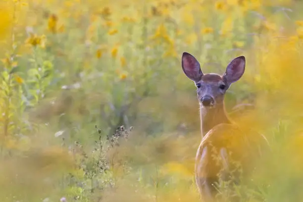 Photo of Female white-tailed deer in summer