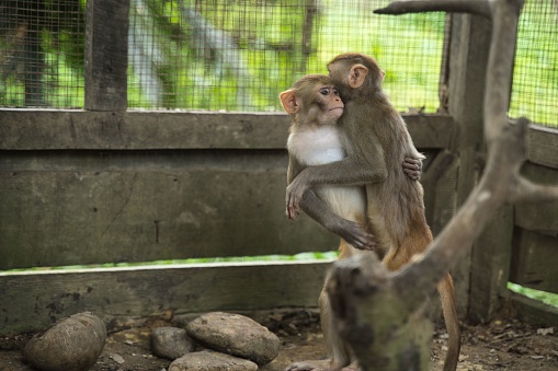 The macaque monkeys playing in a zoo enclosure