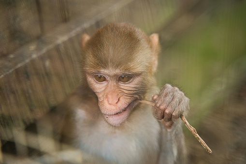 An adorable macaque monkey stares inquisitively with an amusingly expressive face while gripping a bundle of sticks in its hands