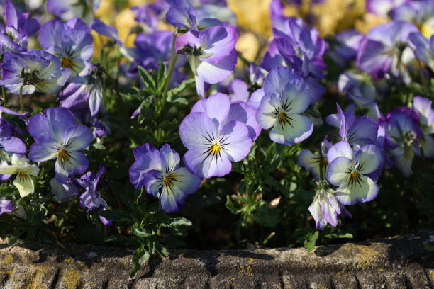 istock Viola tricolor (viola tricolor) flowers 1646599866