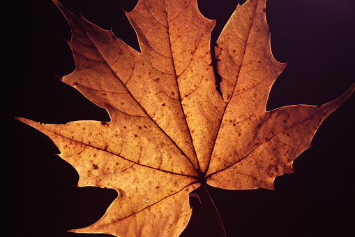 Closeup of colourful fallen leaves in Autumn.