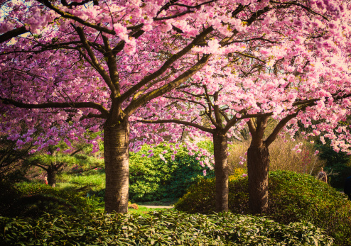 Trees wearing pink during spring