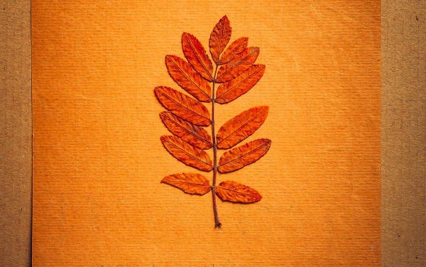 istock Paper and Autumnal Leaf 1646602597